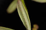 Stiff marsh bedstraw